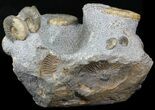 Scottish Ammonite (Brasila) Cluster, Specimens - Isle of Skye #31028-3
